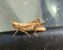Chorthippus maritimus maritimus