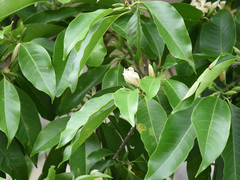 Magnolia × alba