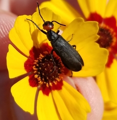 Epicauta atrata