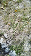 Helianthus laciniatus