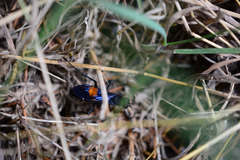 Calopompilus maculipennis