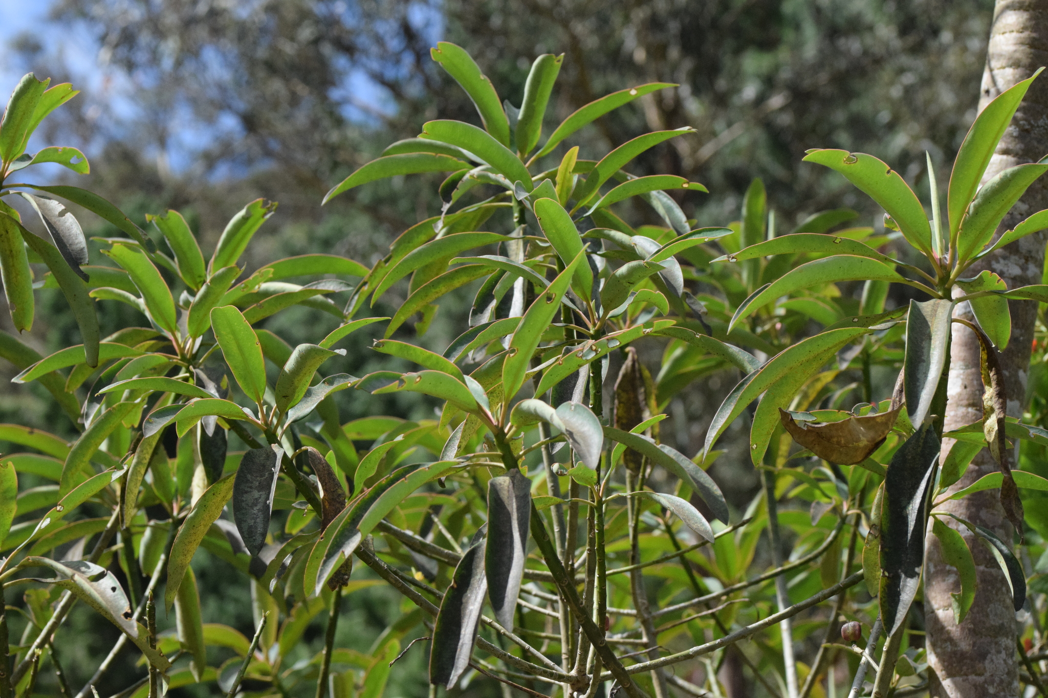 Euphorbia image