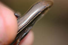 Plestiodon septentrionalis