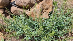 Scrophularia libanotica