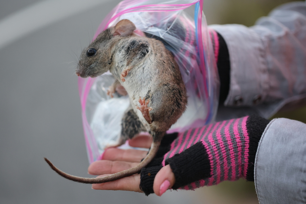 Bryant's Woodrat from Point Loma, San Diego, CA, USA on April 30, 2022 ...