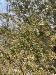 Juniperus virginiana