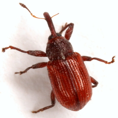 Anthonomus convictus