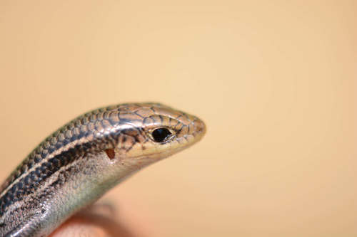 Prairie Skink