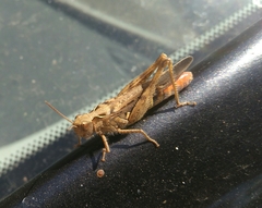 Chorthippus maritimus maritimus