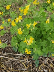 Chelidonium majus