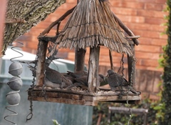 Streptopelia senegalensis