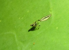 Pseudodyscrasis scutellaris