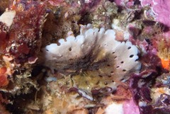 Adeonellopsis
