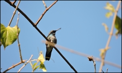 Colibri serrirostris