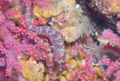 Pavoclinus profundus