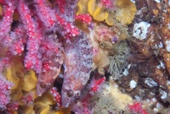 Pavoclinus profundus