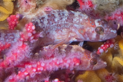 Pavoclinus profundus