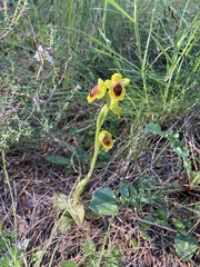 Ophrys lutea