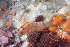 Pavoclinus profundus