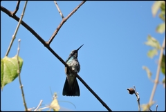 Colibri serrirostris