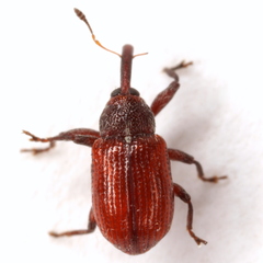 Anthonomus convictus