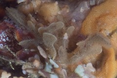 Flustra