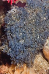 Virididentula dentata