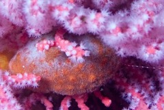 Alcyonidium nodosum