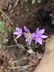 Allium unifolium