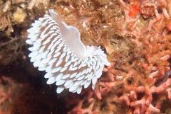 Antiopella capensis