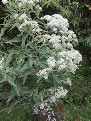 Asteraceae
