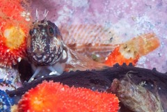 Parablennius cornutus