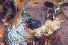 Parablennius cornutus