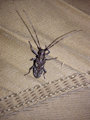 Monochamus carolinensis