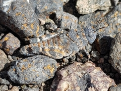 Sphingonotus pachecoi