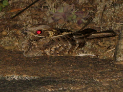 Caprimulgus asiaticus