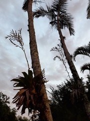 Vriesea rubroviridis