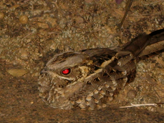 Caprimulgus asiaticus