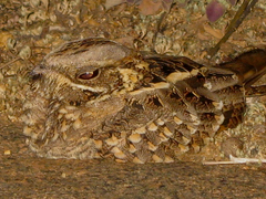 Caprimulgus asiaticus