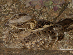 Caprimulgus asiaticus