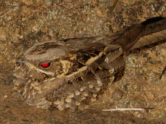 Caprimulgus asiaticus