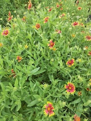Gaillardia pulchella