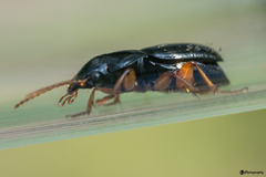 Harpalus latus