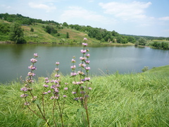 Phlomoides tuberosa