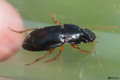 Harpalus latus