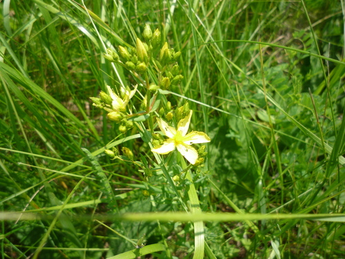 Hypericum elegans (Hypericum elegans)