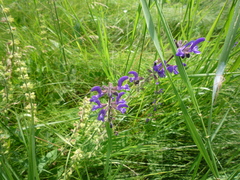 Salvia dumetorum