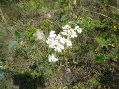 Achillea nobilis