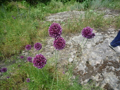 Allium rotundum