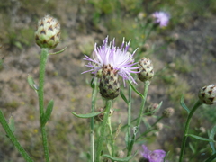 Centaurea stoebe stoebe